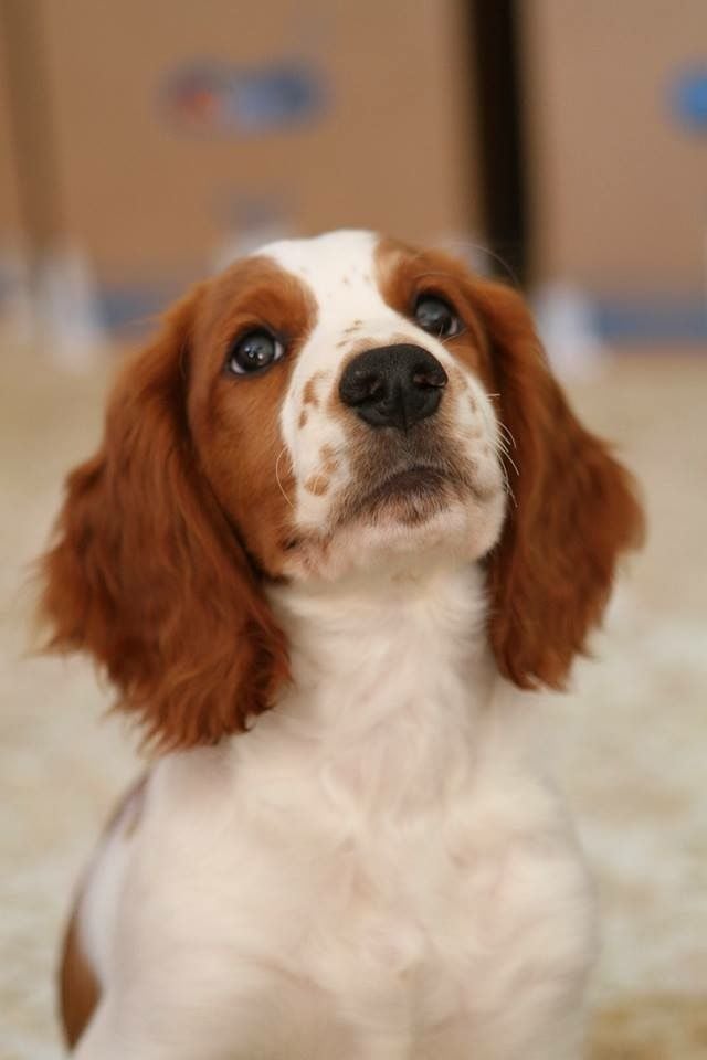 du Domaine de Kérarzic Vilin - Un bébé Welsh Springer ?