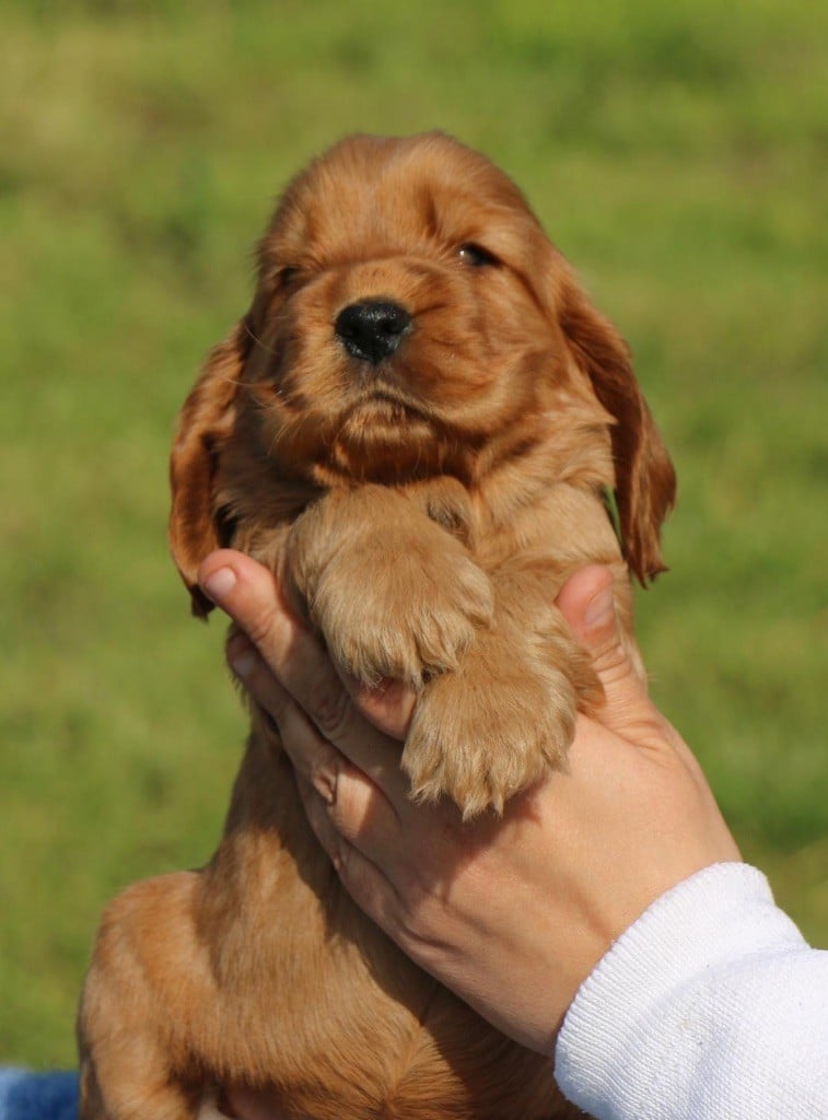 du Domaine de Kérarzic Vilin - Cocker Spaniel Anglais - Portée née le 02/04/2024