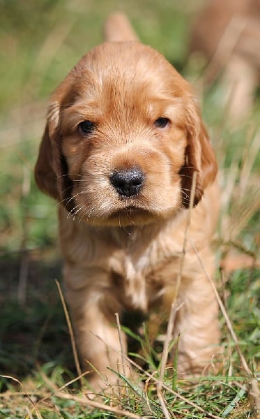 du Domaine de Kérarzic Vilin - Cocker Spaniel Anglais - Portée née le 25/08/2011