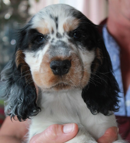 du Domaine de Kérarzic Vilin - Cocker Spaniel Anglais - Portée née le 03/04/2012