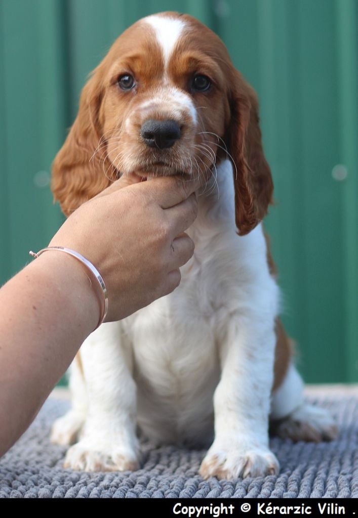 du Domaine de Kérarzic Vilin - Welsh Springer Spaniel - Portée née le 23/07/2023