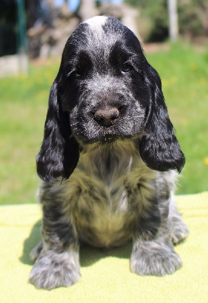 du Domaine de Kérarzic Vilin - Cocker Spaniel Anglais - Portée née le 15/07/2015