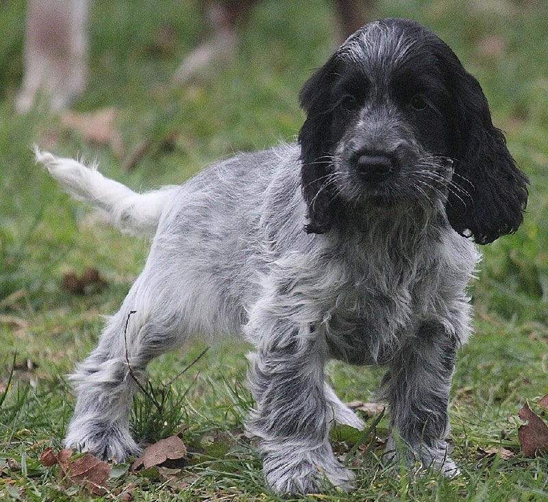 du Domaine de Kérarzic Vilin - Cocker Spaniel Anglais - Portée née le 08/12/2011