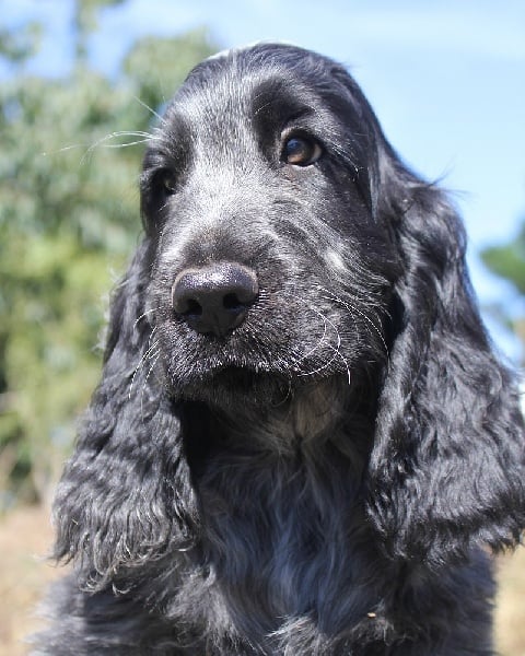 du Domaine de Kérarzic Vilin - Cocker Spaniel Anglais - Portée née le 04/06/2012