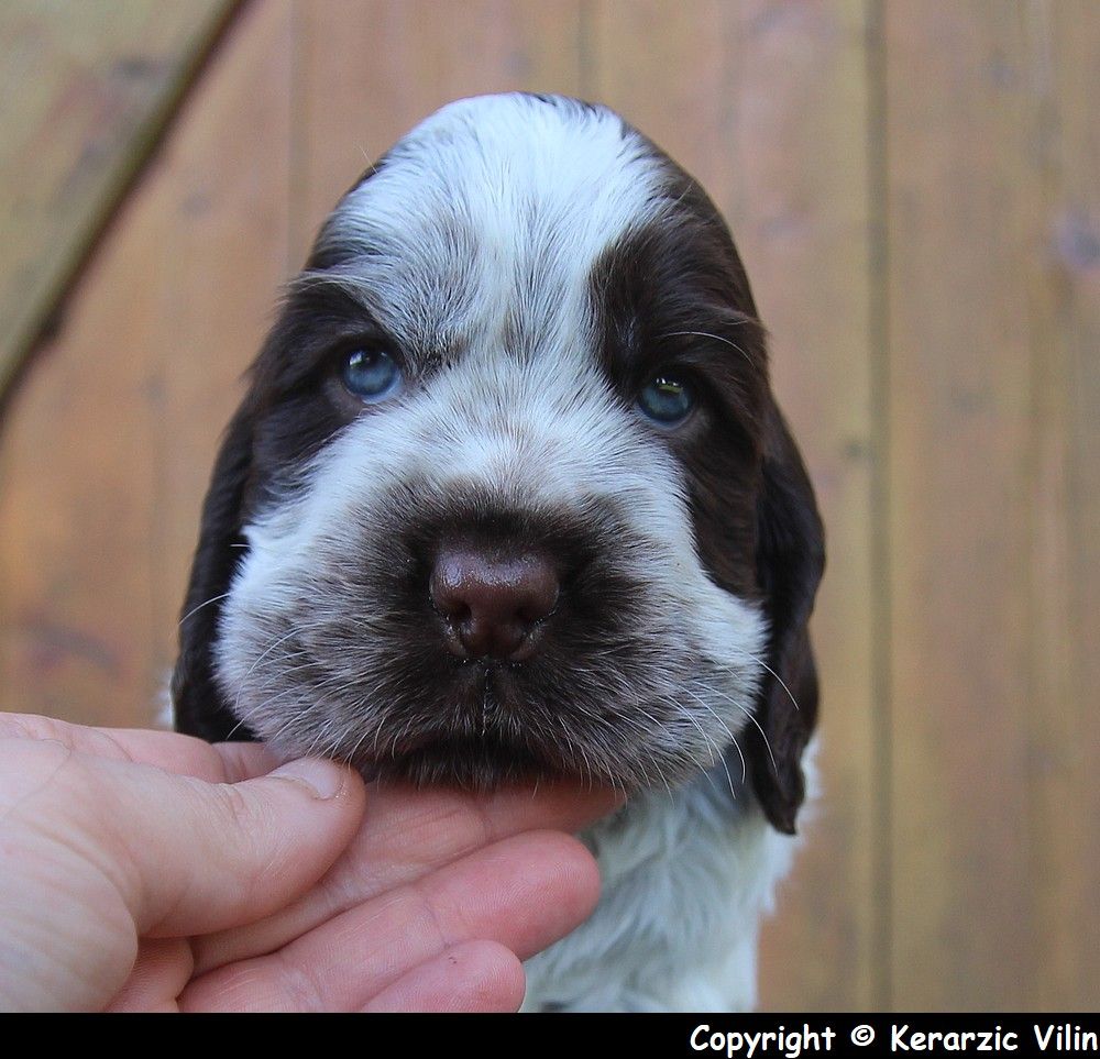 du Domaine de Kérarzic Vilin - Cocker Spaniel Anglais - Portée née le 22/01/2019