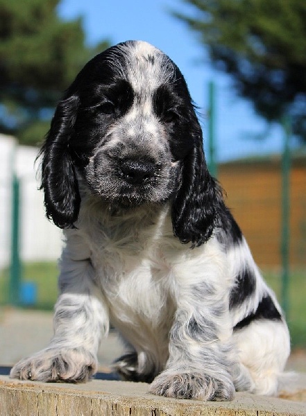 du Domaine de Kérarzic Vilin - Cocker Spaniel Anglais - Portée née le 04/09/2014