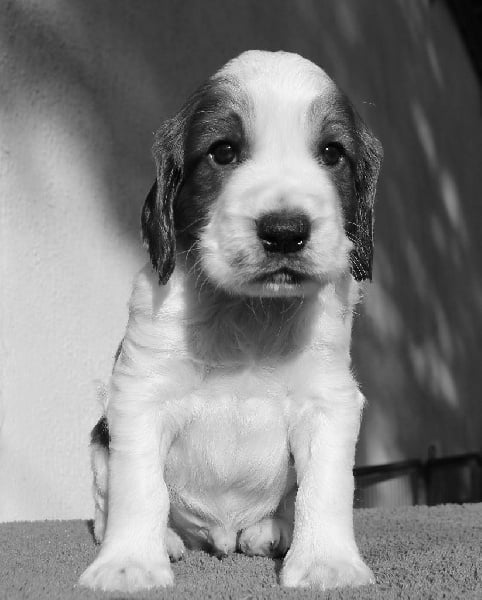 du Domaine de Kérarzic Vilin - Welsh Springer Spaniel - Portée née le 06/10/2016