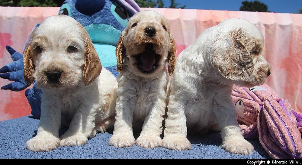 du Domaine de Kérarzic Vilin - Cocker Spaniel Anglais - Portée née le 26/04/2019