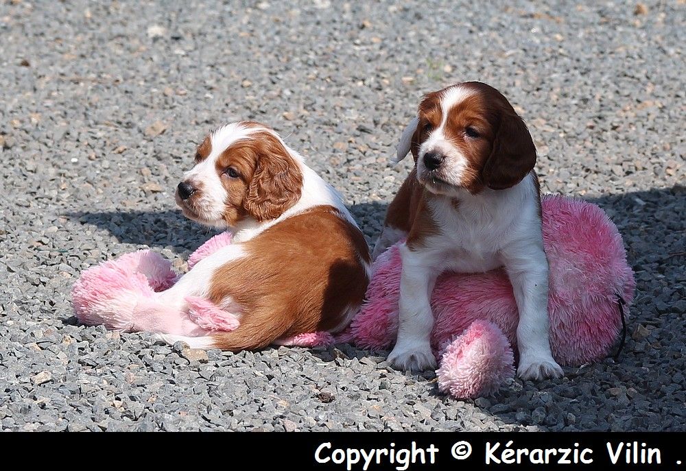 du Domaine de Kérarzic Vilin - Welsh Springer Spaniel - Portée née le 17/04/2018