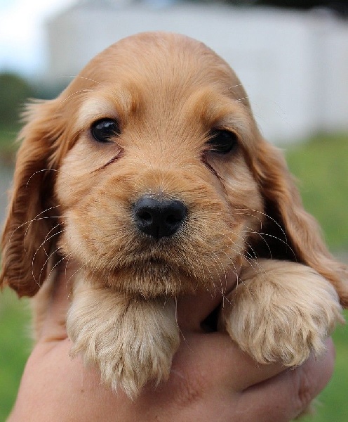 du Domaine de Kérarzic Vilin - Cocker Spaniel Anglais - Portée née le 02/07/2014