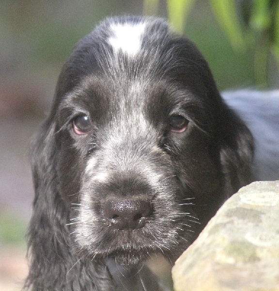 du Domaine de Kérarzic Vilin - Cocker Spaniel Anglais - Portée née le 13/10/2013