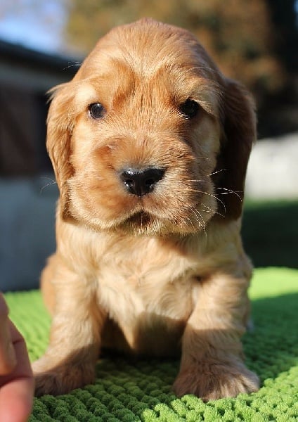 du Domaine de Kérarzic Vilin - Cocker Spaniel Anglais - Portée née le 15/11/2015