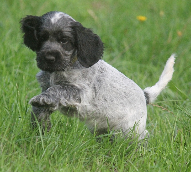 du Domaine de Kérarzic Vilin - Cocker Spaniel Anglais - Portée née le 19/08/2013