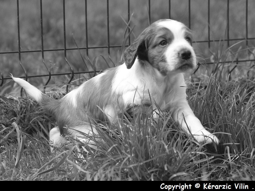 du Domaine de Kérarzic Vilin - Welsh Springer Spaniel - Portée née le 03/04/2020