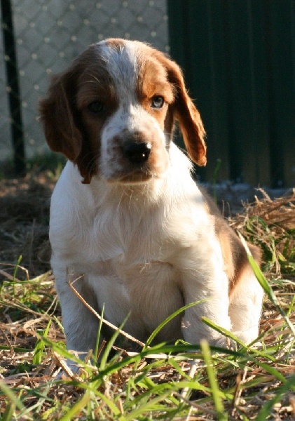 du Domaine de Kérarzic Vilin - Welsh Springer Spaniel - Portée née le 15/08/2008