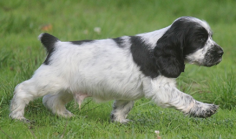 du Domaine de Kérarzic Vilin - Cocker Spaniel Anglais - Portée née le 18/08/2013