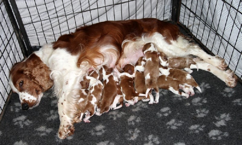 du Domaine de Kérarzic Vilin - Welsh Springer Spaniel - Portée née le 19/08/2011