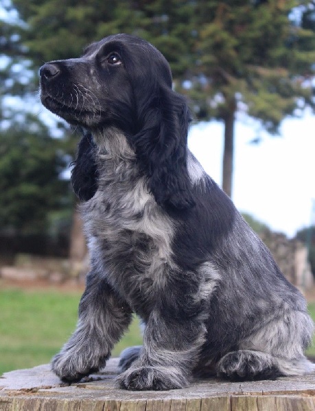 du Domaine de Kérarzic Vilin - Cocker Spaniel Anglais - Portée née le 15/05/2015