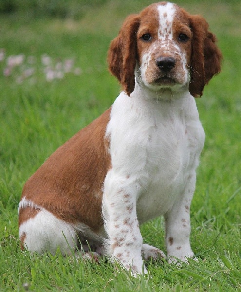 du Domaine de Kérarzic Vilin - Welsh Springer Spaniel - Portée née le 13/02/2014