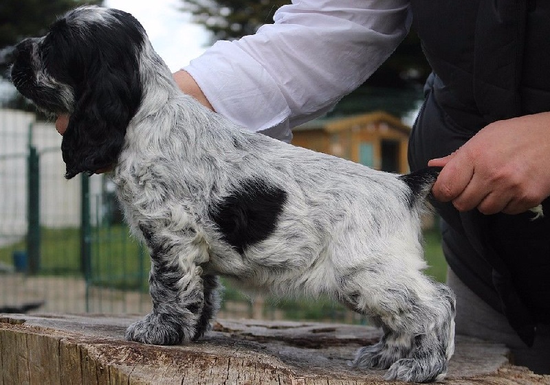 du Domaine de Kérarzic Vilin - Cocker Spaniel Anglais - Portée née le 22/02/2016