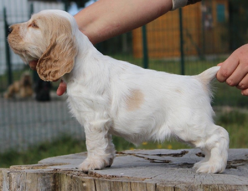 du Domaine de Kérarzic Vilin - Cocker Spaniel Anglais - Portée née le 08/08/2014