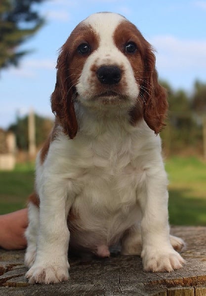 du Domaine de Kérarzic Vilin - Welsh Springer Spaniel - Portée née le 04/07/2015