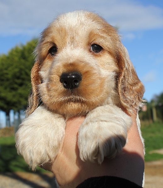 du Domaine de Kérarzic Vilin - Cocker Spaniel Anglais - Portée née le 30/11/2012