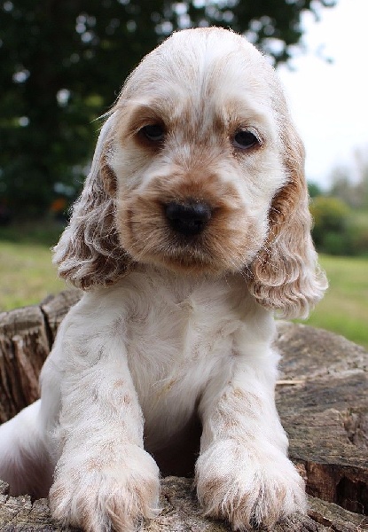 du Domaine de Kérarzic Vilin - Cocker Spaniel Anglais - Portée née le 07/04/2016