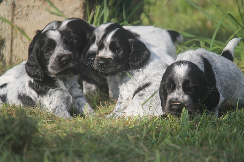 du Domaine de Kérarzic Vilin - Cocker Spaniel Anglais - Portée née le 22/03/2013