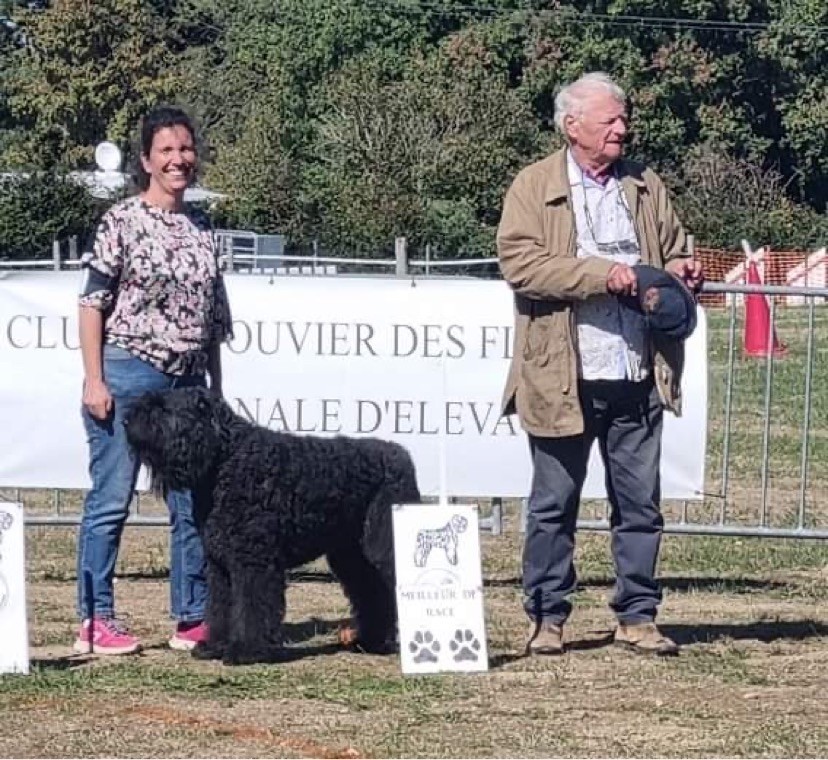 Du Coeur Des Bergers - Phoebus désigné meilleur chien de la nationale d élevage 