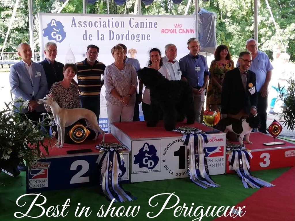 Du Coeur Des Bergers - Phoebus meilleur chien de l exposition internationale  de Perigueux 