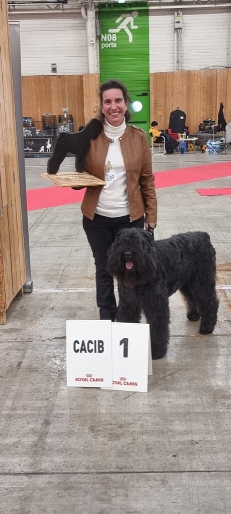 Phoebus désigné meilleur bouvier des flandres 2022 en exposition