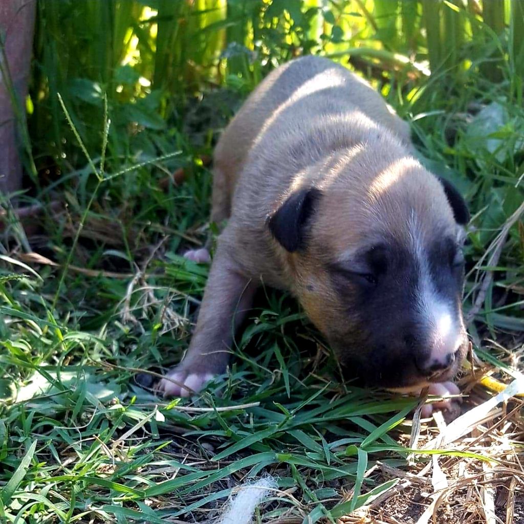 Staffy's And Bully's Loves - Chiots disponibles - Bull Terrier Miniature