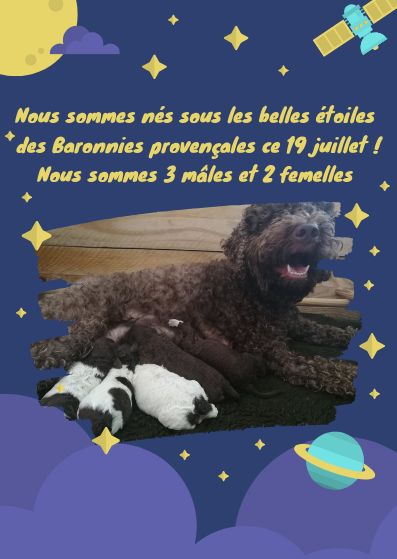 Des Baronnies Provençales - Lagotto Romagnolo - Portée née le 19/07/2019