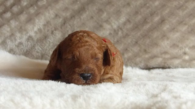 Of Aveburry Queen - Pics des Chiots....