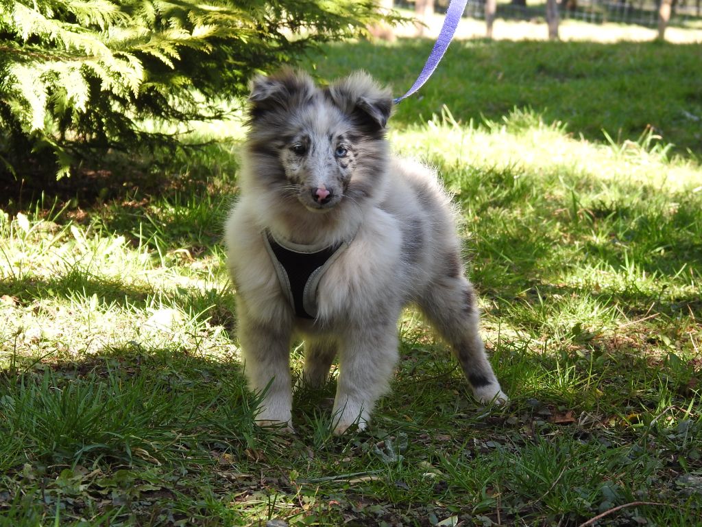 Du Sapin Vert - Chiots disponibles - Shetland Sheepdog