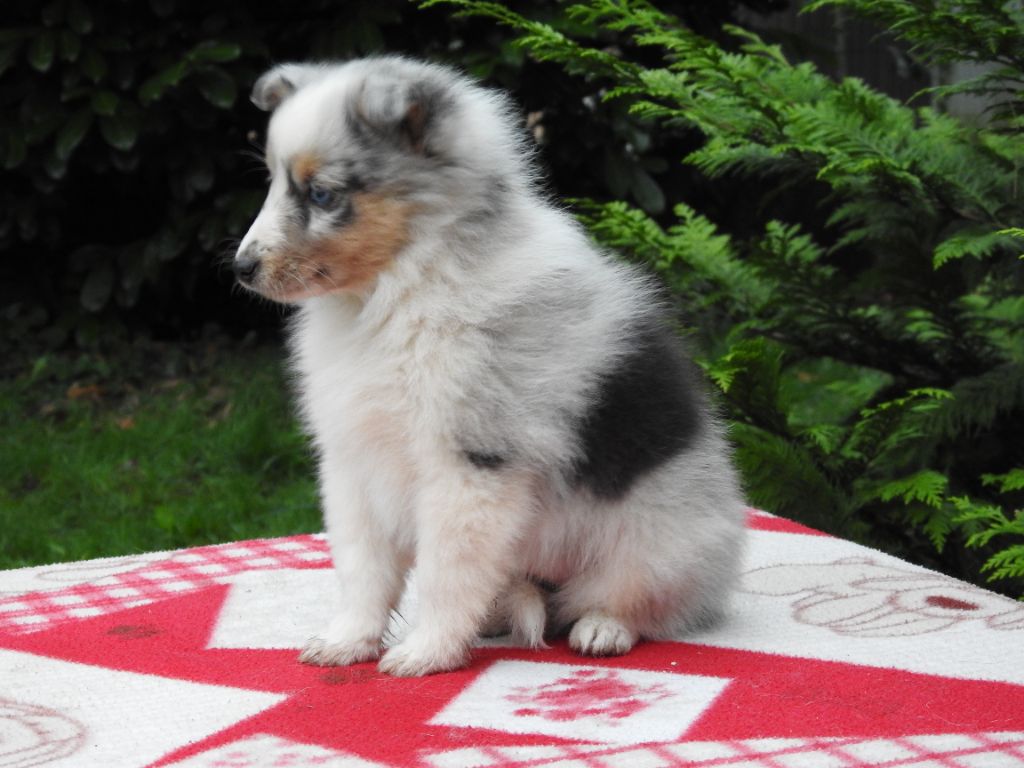 Du Sapin Vert - Shetland Sheepdog - Portée née le 25/09/2024