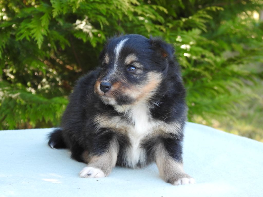 Du Sapin Vert - Chiots disponibles - Shetland Sheepdog