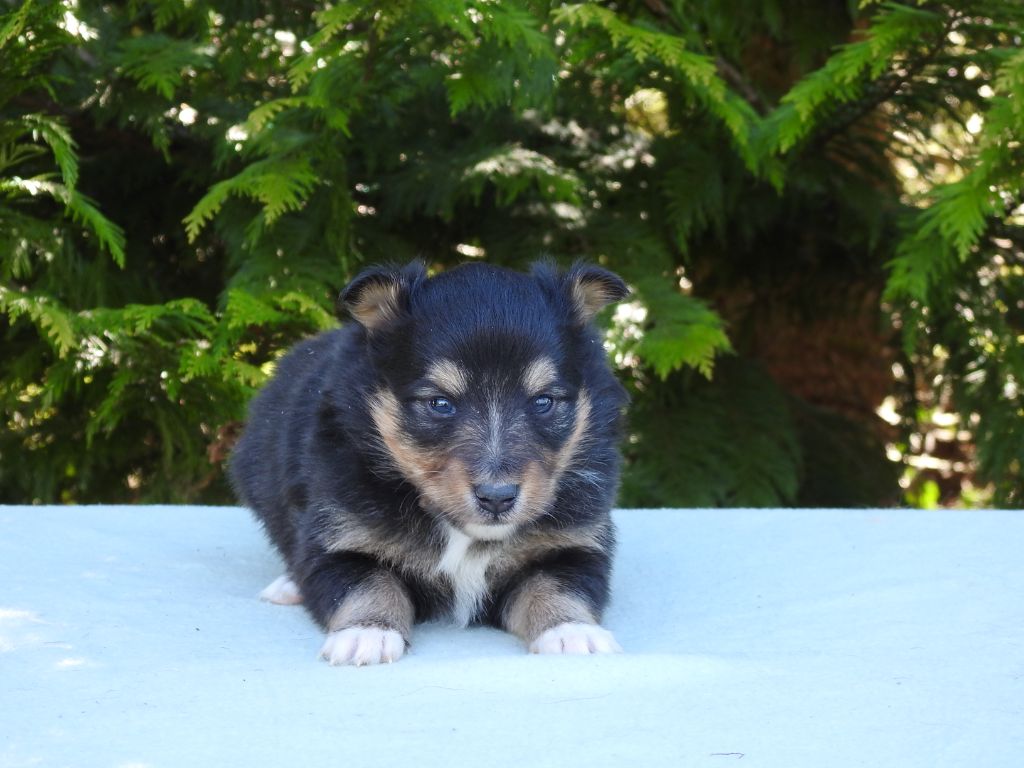 Du Sapin Vert - Chiots disponibles - Shetland Sheepdog