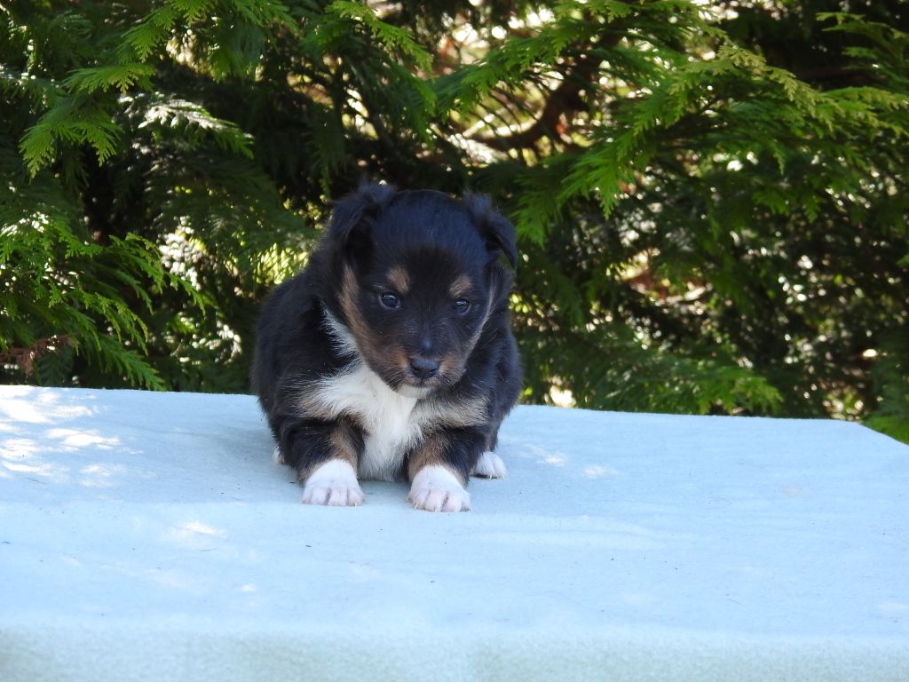 Du Sapin Vert - Chiots disponibles - Shetland Sheepdog