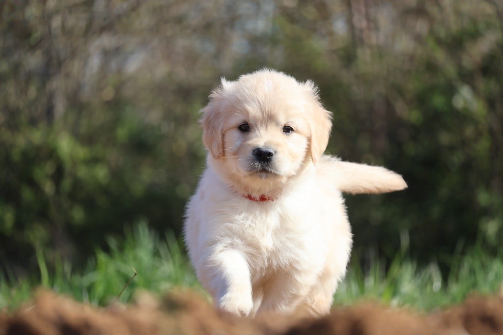 De La Vallée Des Golden D'Or - Chiots disponibles - Golden Retriever