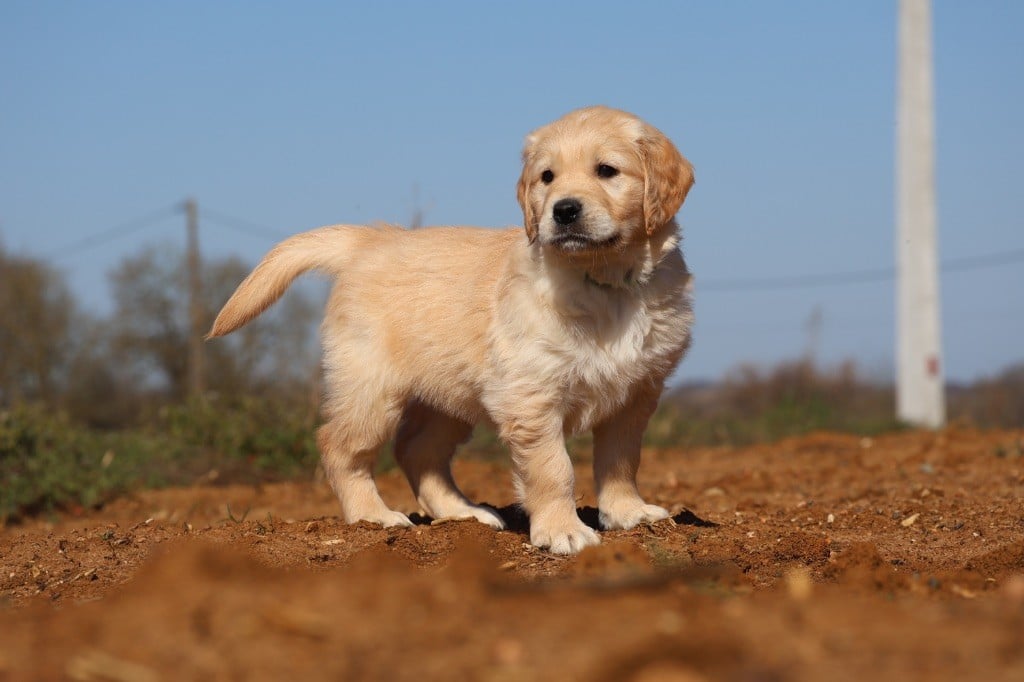 De La Vallée Des Golden D'Or - Chiots disponibles - Golden Retriever