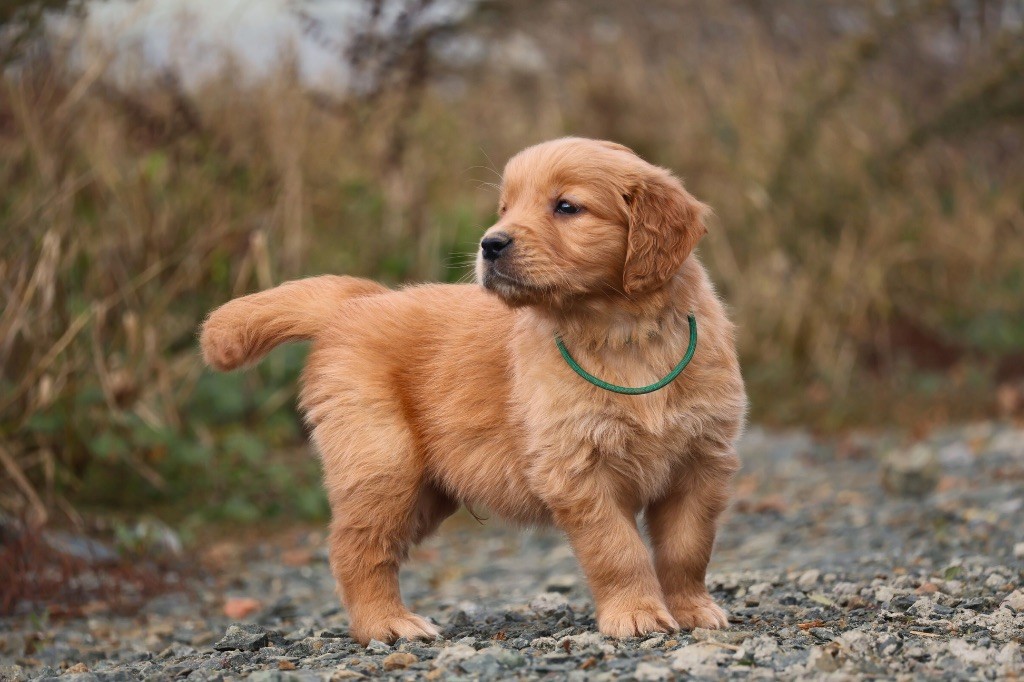 Chiot Golden Retriever De La Vallée Des Golden D'Or