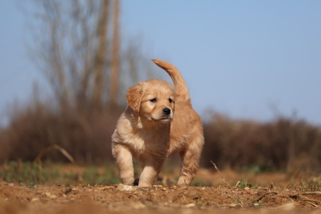 De La Vallée Des Golden D'Or - Chiots disponibles - Golden Retriever