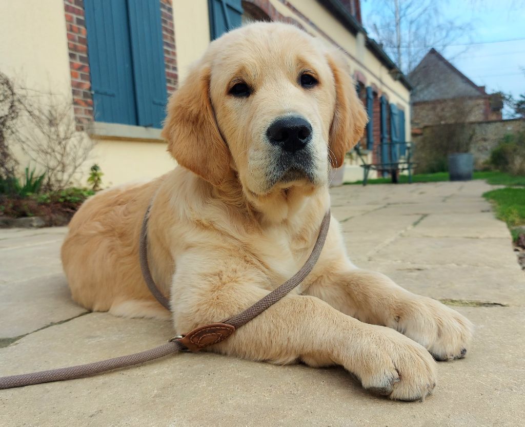 Du Clos Richard - Golden Retriever - Portée née le 09/11/2022