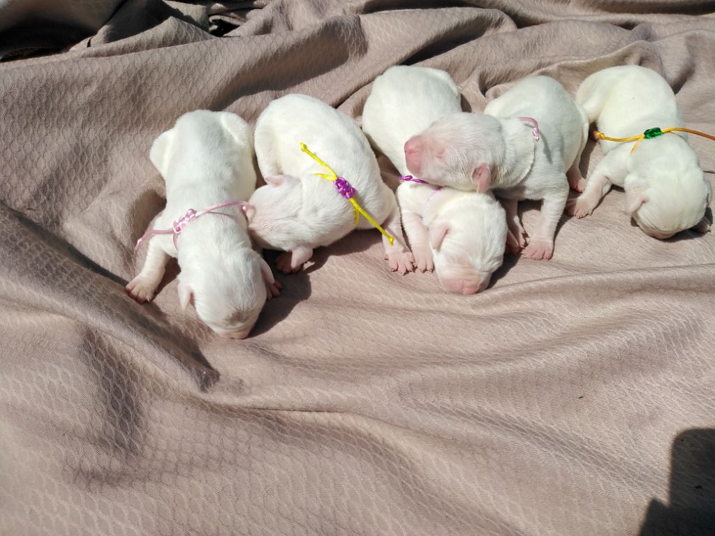 Audrey  Guillot  - Dogo Argentino - Portée née le 25/08/2020