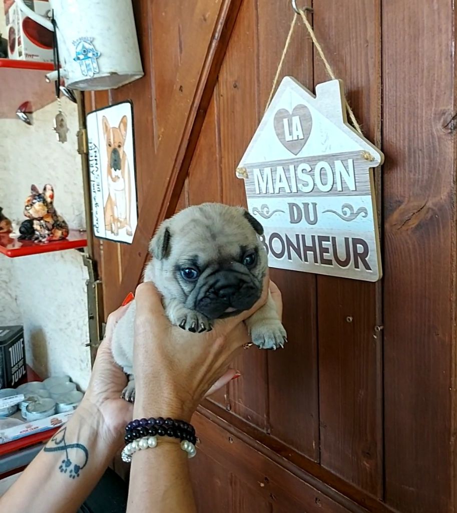 De La Riviere De Sunny - Chiots disponibles - Bouledogue français