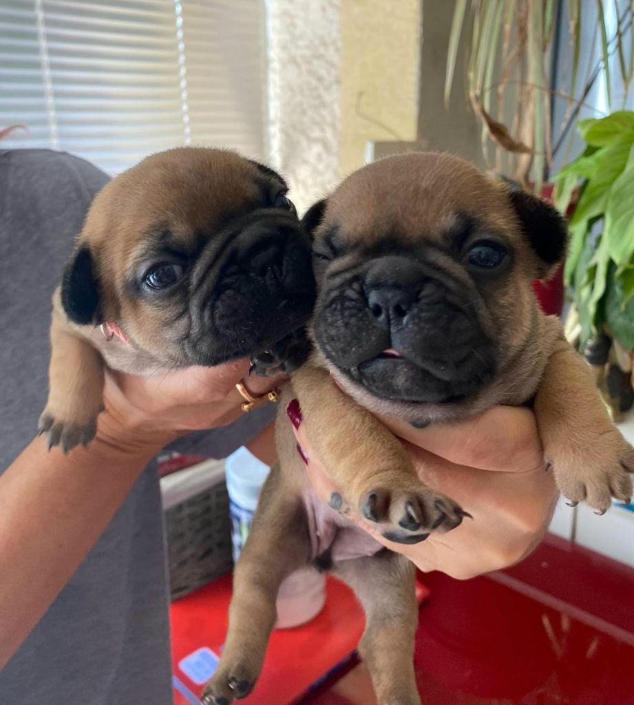 De La Riviere De Sunny - Chiots disponibles - Bouledogue français