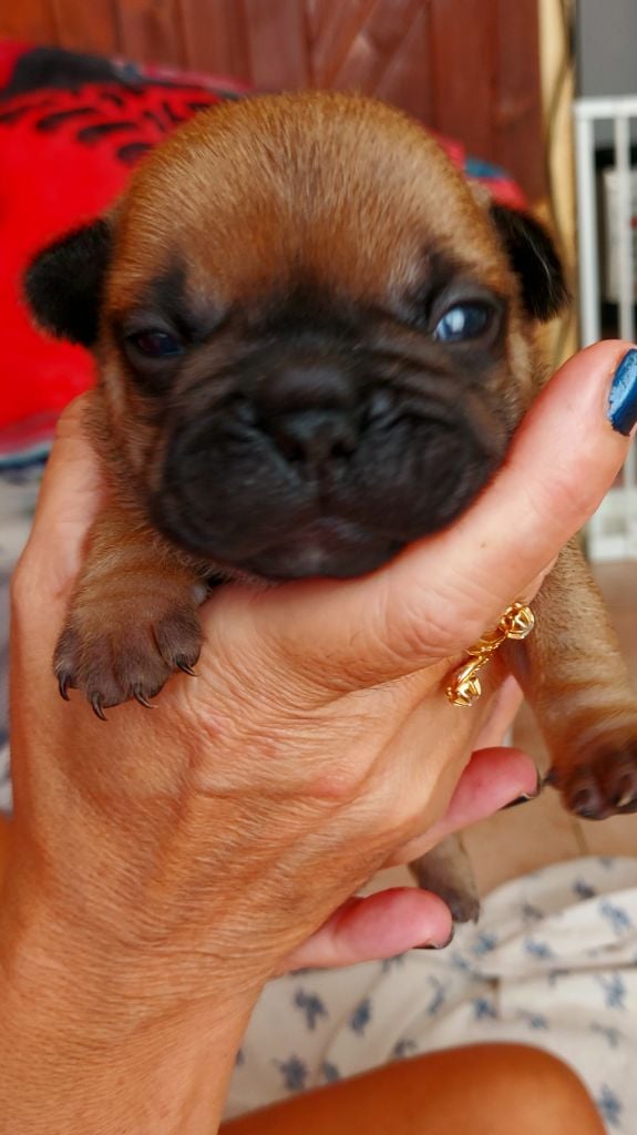 De La Riviere De Sunny - Chiots disponibles - Bouledogue français