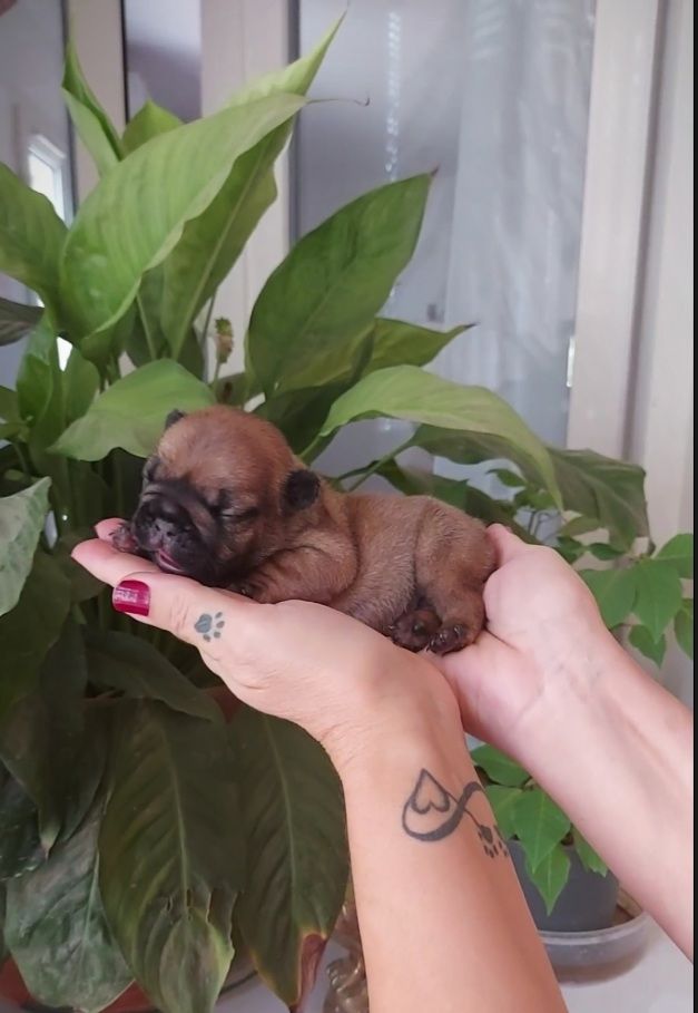 De La Riviere De Sunny - Chiots disponibles - Bouledogue français